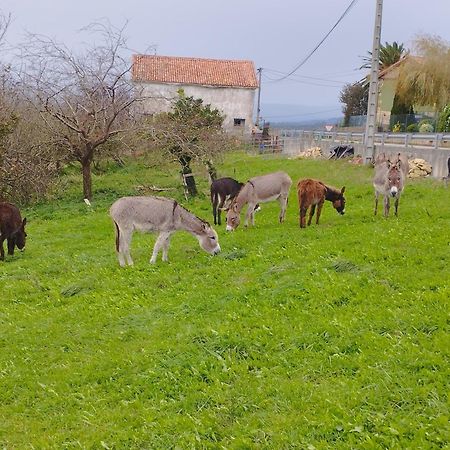 Los Sauces De La Fuente Santillana del Mar Ngoại thất bức ảnh
